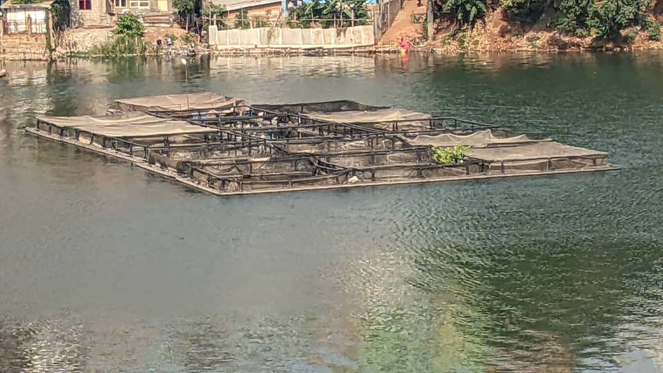 Projet pilote de pisciculture en cages sur le lac Kivu (PPTC_SK)